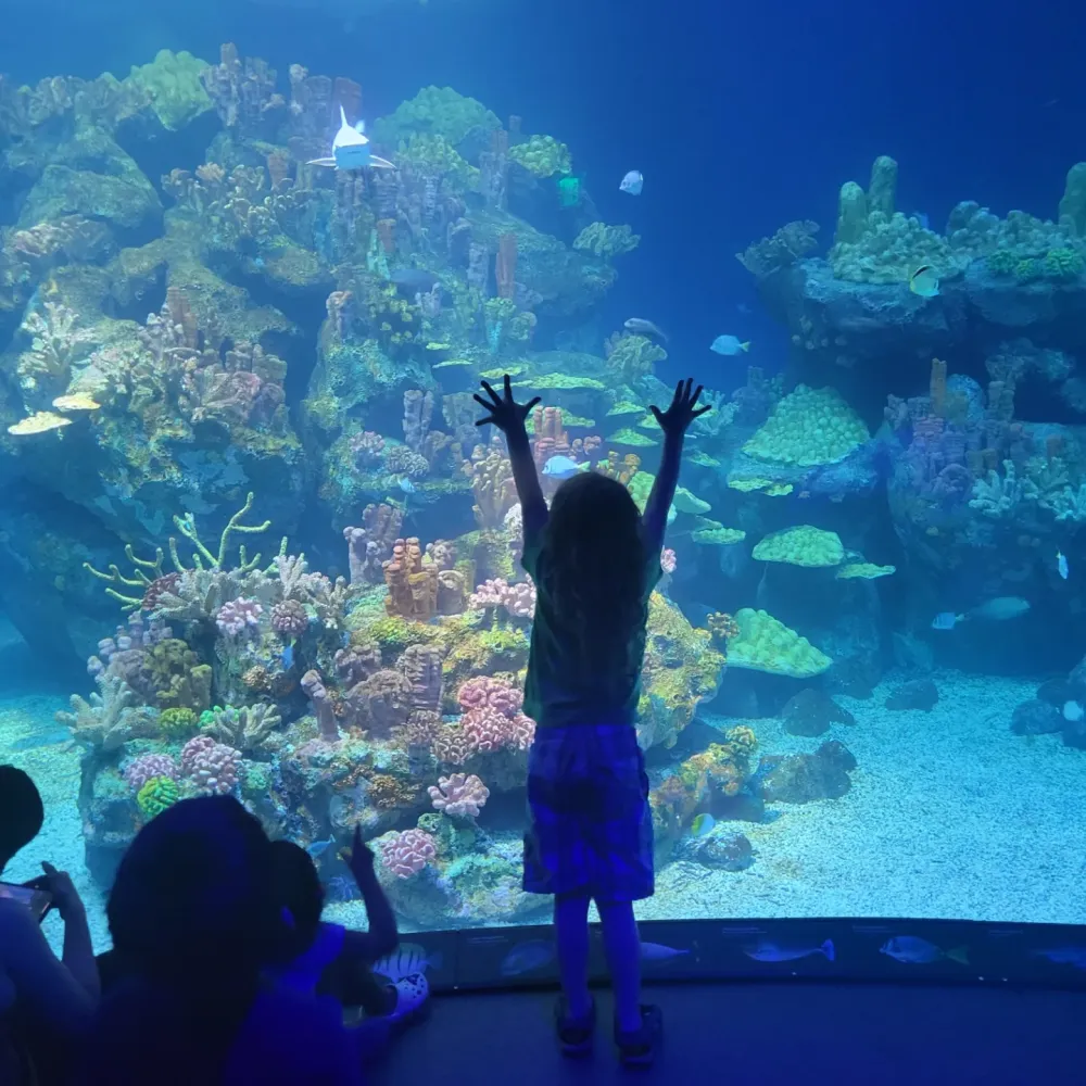 A child reaching up in wonder at a coral reef aquarium exhibit during a Fundamentally Awesome sensory-friendly event